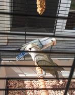 Couple inseparable avec grande cage et accessoires, Plusieurs animaux, Perroquet nain ou Inséparable