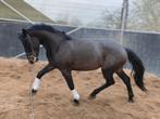 Zeer chique E pony ! Super lief!, Dieren en Toebehoren, Pony's, E pony (1.48m - 1.57m), Ruin, Springpony, 3 tot 6 jaar