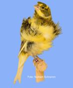 Mehringer frisé kanaries te verkrijgen, Dieren en Toebehoren, Vogels | Kanaries, Meerdere dieren, Postuurkanarie