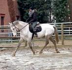 Super mignon brun de 6 ans, Animaux & Accessoires, Poneys, Hongre