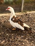 Barberie hen, Dieren en Toebehoren, Pluimvee