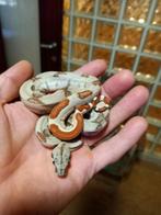 1.0 super hypo 100%het snow, Dieren en Toebehoren, Reptielen en Amfibieën, Slang, Tam, 0 tot 2 jaar