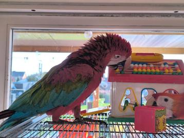 Handtamme groenvleugel ara pop beschikbaar voor biedingen