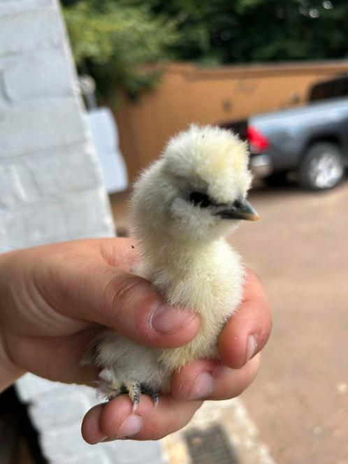 3 USA Zijdehoen Kuikens, Dieren en Toebehoren, Pluimvee