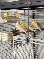 Mooie jonge kanaries, Dieren en Toebehoren, Geslacht onbekend, Zangkanarie