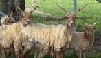 Racka ooilam, Dieren en Toebehoren, Schapen, Geiten en Varkens, Vrouwelijk, Schaap, 0 tot 2 jaar
