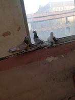 vente en gros à vendre, Dieren en Toebehoren, Vissen | Vijvervissen