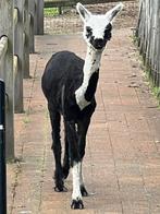 Alpaca merrie 2 jarige, Dieren en Toebehoren