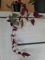 Tradescantia zebrina, Maison & Meubles, Plantes d'intérieur, Ombre partielle, En pot, Plante à fleurs, Plante succulente