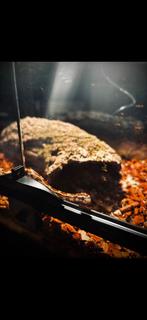 Korenslangen, Dieren en Toebehoren, Slang, Tam, 0 tot 2 jaar