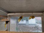 Kakarikis Olijf follow split, Dieren en Toebehoren, Vogels | Kanaries