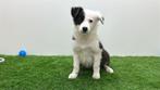 Border Collie Pups, Dieren en Toebehoren, Honden | Herdershonden en Veedrijvers, België, 8 tot 15 weken, CDV (hondenziekte), Collie