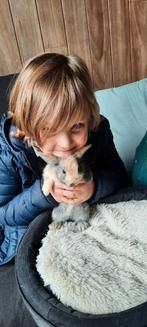 3 schattige baby konijntjes te koop, Dieren en Toebehoren, Konijnen
