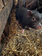 Gottinger mini varkentjes, Dieren en Toebehoren