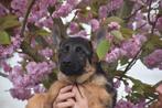 Duitse herder pups mooi gebouwd, Dieren en Toebehoren, CDV (hondenziekte), Meerdere, 8 tot 15 weken, Meerdere dieren