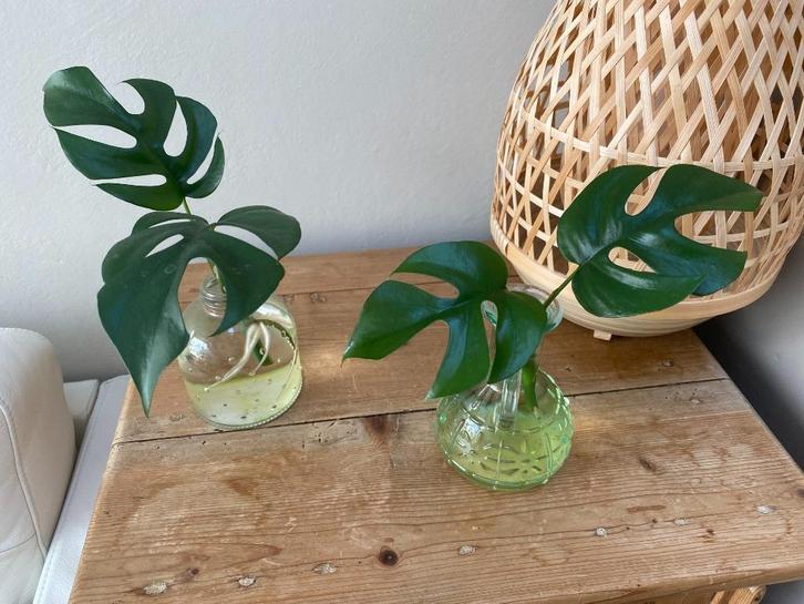 mooie stekjes van monstrera minima, eigen kweek, 5 euro/st, Huis en Inrichting, Kamerplanten, Overige soorten, Groene kamerplant