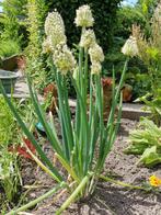 10 zaden Welsh onion - Allium fistulosum, Tuin en Terras, Verzenden, Voorjaar, Volle zon, Zaad
