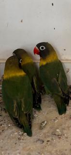 Wildkleur personata, Dieren en Toebehoren, Geringd