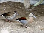 Roodschoudertaling eenden / eend, Dieren en Toebehoren, Meerdere dieren, Eend