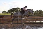 Super lieve 11 jarige ruin, Dieren en Toebehoren, Paarden, Springpaard, Ruin, 170 tot 175 cm, L