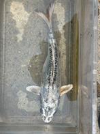 Koi +-25cm, Dieren en Toebehoren, Karper of Koi