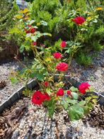 Rode roos (+/_ 70 cm), Tuin en Terras, Planten | Bomen, Ophalen