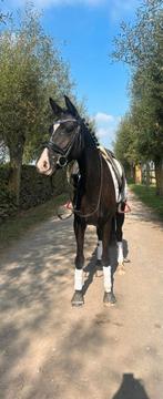 6 jaarse dressuurmerrie, Dieren en Toebehoren, Paarden, Zadelmak