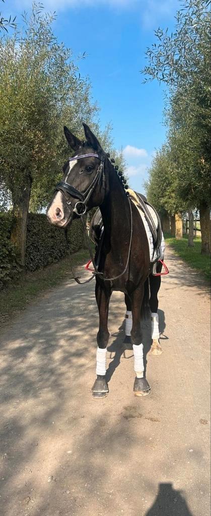 6 jaarse dressuurmerrie, Dieren en Toebehoren, Paarden, Zadelmak
