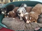 Australische herder pups, Dieren en Toebehoren, België, 8 tot 15 weken, Meerdere, Meerdere dieren