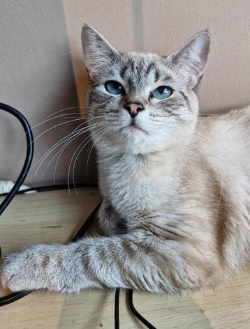 Britse korthaar seal tabby beschikbaar voor biedingen
