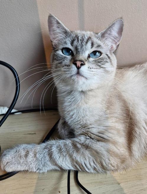 Britse korthaar seal tabby, Dieren en Toebehoren, Katten en Kittens | Raskatten | Korthaar, Poes, 0 tot 2 jaar, Gechipt, Ontwormd