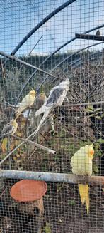 Valparkietjes 2025, Dieren en Toebehoren