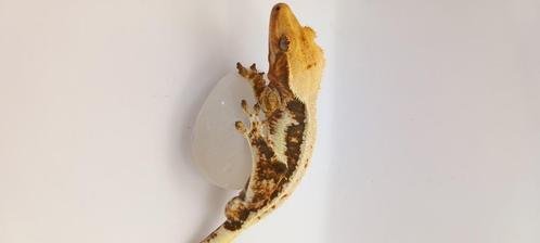 1.0 Tricolor Lilly White wimpergekko man, Dieren en Toebehoren, Reptielen en Amfibieën, Hagedis, 0 tot 2 jaar, Met terrarium