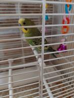 Tamme man grasparkiet met kooi en alle benodigdheden, Mannelijk, Parkiet, Tam