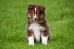 Border Collie pups te koop, CDV (hondenziekte), Meerdere, 8 tot 15 weken, Meerdere dieren