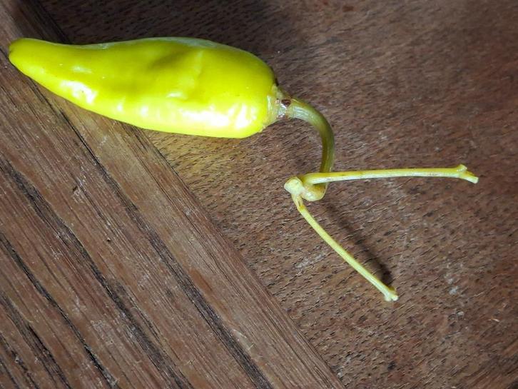 Bijzonder gekweekte peper., Tuin en Terras, Bloembollen en Zaden, Zaad, Voorjaar, Volle zon, Ophalen