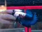 Marc showkwaliteit Betta man black blue white plakat, Dieren en Toebehoren