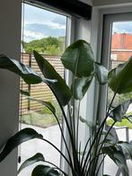 Verzorgde mooie strelitzia plant is veel te groot geworden, Ophalen of Verzenden