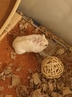 VALEUR 300€ Hamster nain ruse + CAGE COMPLETE, Dieren en Toebehoren, Knaagdieren en Konijnen | Hokken en Kooien, Kooi, Ophalen of Verzenden