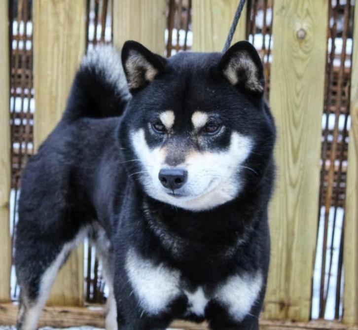 Shiba Inu dekreu met stamboom, Dieren en Toebehoren, Honden | Dekreuen, Reu, Fokker | Hobbymatig, Eén hond, België, 3 tot 5 jaar