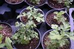 Chrysanthemum 'Herbstbrokat', Tuin en Terras, Ophalen, Herfst, Vaste plant, Volle zon