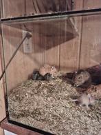 Degoe, Dieren en Toebehoren, Knaagdieren, Januari, Meerdere dieren, Overige typen, Tam