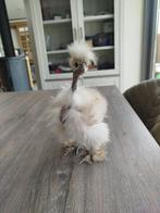Zijdehoen naakthals, Dieren en Toebehoren, Pluimvee