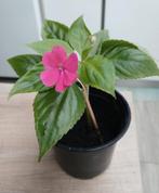 Plantes d'intérieur. "IMPATIENTE", Enlèvement