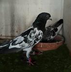 Pakistaanse hoogvliegers Teddy koppel ze vliegen heel  lang, Dieren en Toebehoren, Vogels | Duiven, Meerdere dieren, Overige soorten