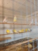 Kanaries, Dieren en Toebehoren, Vogels | Kanaries