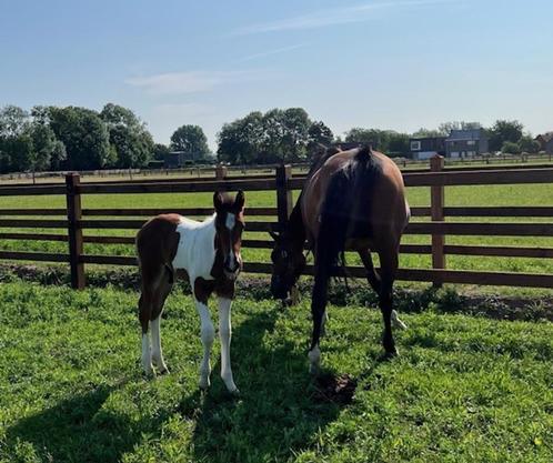 SUPERMOOI BONT SPRINGGERICHT HENGSTENVEULEN, Dieren en Toebehoren, Paarden, Hengst, Niet van toepassing, 0 tot 2 jaar, Springpaard
