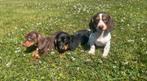 Korthaar teckel pups, Dieren en Toebehoren, Honden | Teckels en Dashonden, België, Particulier, Reu, 8 tot 15 weken