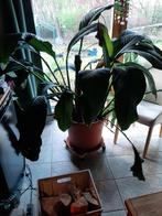 spathiphylum, Ophalen, Overige soorten, Halfschaduw, In pot