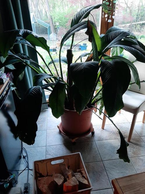 spathiphylum, Huis en Inrichting, Kamerplanten, Overige soorten, 150 tot 200 cm, Bloeiende kamerplant, Halfschaduw, In pot, Ophalen